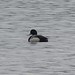 Greater Scaup, Horn Pond