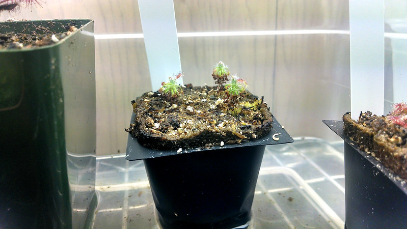 Drosera dichrosepala, showing stems.