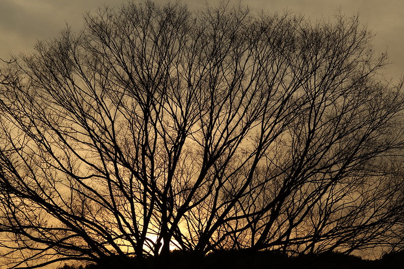 Expo '70 Park 2015.1.25 (11) sunset and tree