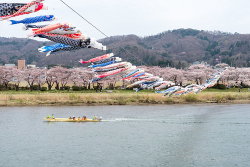 2016 北上展勝地 北上川 北上市 岩手県 東北地方 桜 鯉のぼり 日本 iwate japan cherryblossoms spring 春 nikond610 風景 landscape river