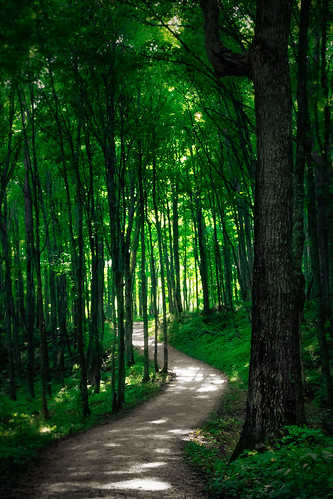trees green nature forest woods path trail emerald
