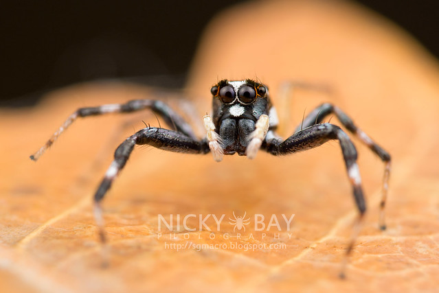Jumping Spider (Salticidae) - DSC_5999