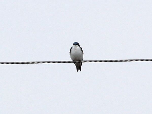 Photograph titled 'Tree Swallow'