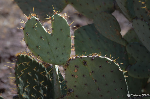 arizona cactus heart pricklypear ftbowie nikond7000 114picturesin2014