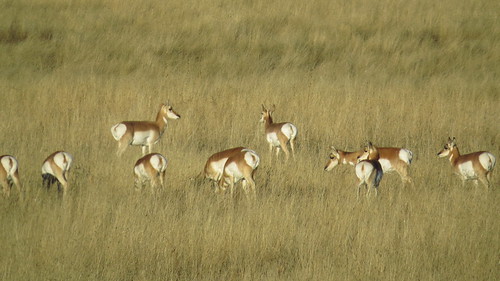 montana antelope grassland herd pronghornantelope alzadamontana montaba powderrivermontana alzadamt