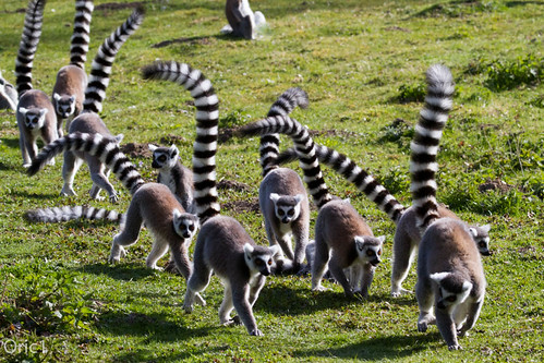 france canon maki des 150 lemur 600 tamron 77 iledefrance parc seineetmarne catta lémurien félins parcdesfélins img9203jpg nesles oric1