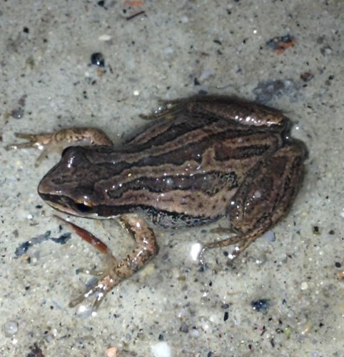 chorusfrog