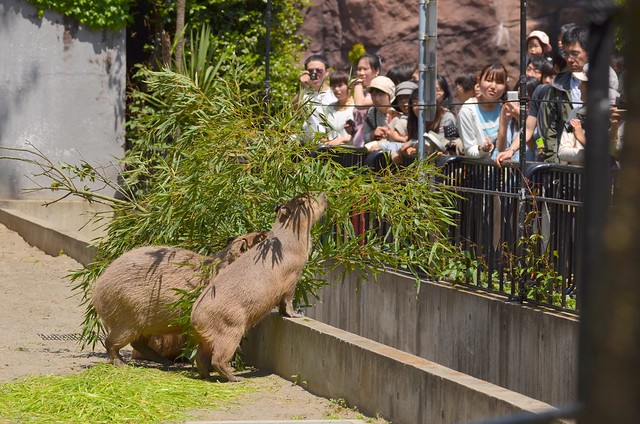 上野動物園・井の頭自然文化園 2014年5月4日