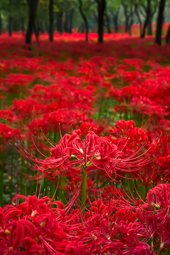 park autumn sunset red sun japan spider lily sony lilies sunburst saitama saitamaken nex redspiderlily hidakashi nex7 dheej18 djvillanueva desereejoyvillanueva sonynex7