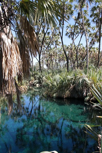 africa turquoise oasis ethiopia hotsprings afar reflexes awash ኢትዮጵያ filwoha አፋርክልል weayot አዋሽወንዝ ክልል አፍሪቃ የአዋሽበሔራዊፓርክ doumpalms