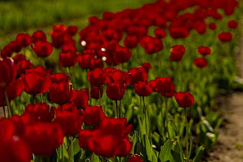 tulip lithuania tulipa lietuva tulpė radviliškis burbiškis burbiškismanor