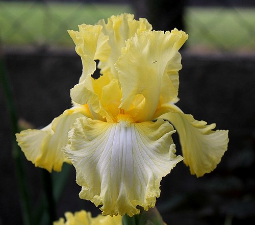 Iris - floraisons 2011 - Page 3 8735086975_e6f86ae63f