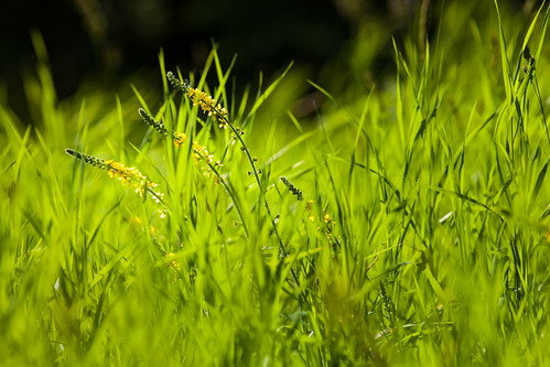 summer green grass se skåne sweden fav20 f45 summertime sverige uncropped bjärred fav10 2013 skånelän ef200mmf28lusm canoneos5dmarkii ¹⁄₅₀₀sek 9127062013164558