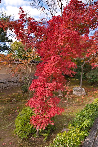 【写真】2012 紅葉 : 高桐院/2020-01-30/IMGP6911