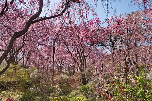 【写真】2013 桜 : 原谷苑（２）/2021-02-05/IMGP9995