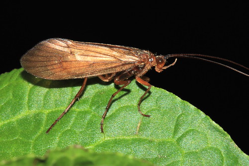 Trichoptera 11918