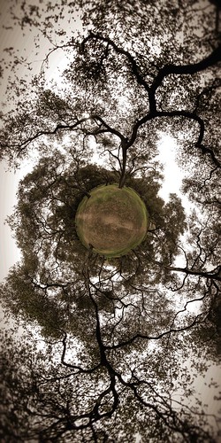 oaks oaktree stereographic descansogardens littleplanet stereographicprojection portraitsofthegarden