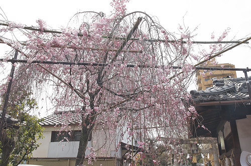 【写真】2014 桜 : 水火天満宮/2020-06-15/IMGP5655