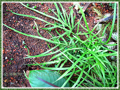 Pteris multifida or Spider brake-fern as groundcovers