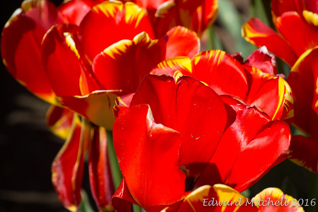 Brilliant red tulips