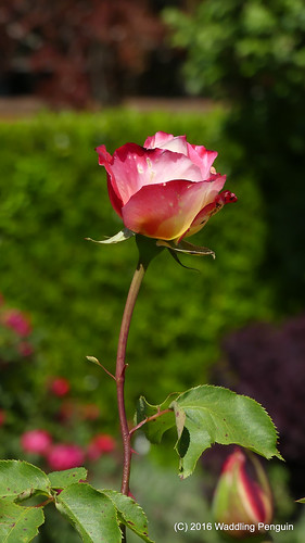 Rose in Filoli Garden