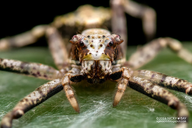 Crab spider (Tmarus sp.) - DSC_3501b