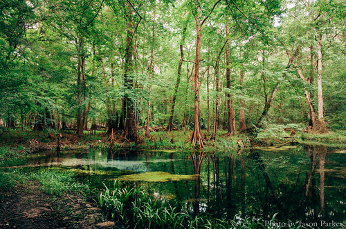 longexposure wild summer santafe color nature water forest swimming spring woods colorful florida johnson scenic naturalbeauty polarizer northflorida bluesprings polarizingfilter santaferiver highsprings floridaspring gilchristcounty vsco springhunters vscofilm gilchristbluespring johnsonspring
