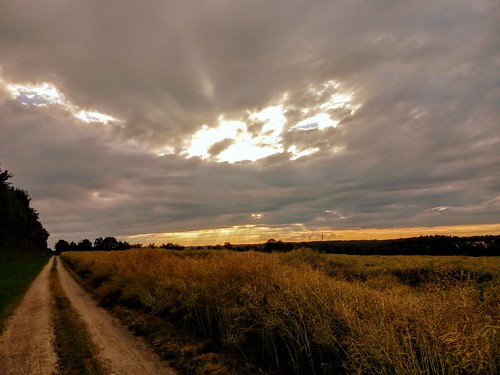 summer field evening path