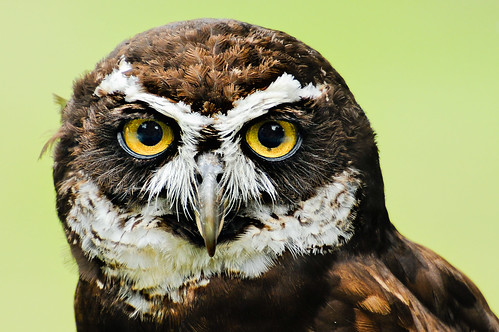 seattle park nature animal woodland zoo washington state wildlife owl spectacled d300s
