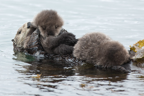 Mother sea otter with rare twin baby pups
