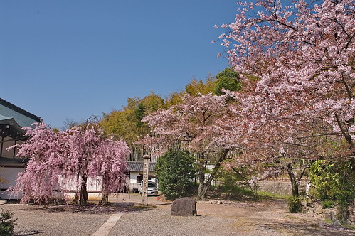 【写真】2013 桜 : 勧修寺/2021-02-03/IMGP9896