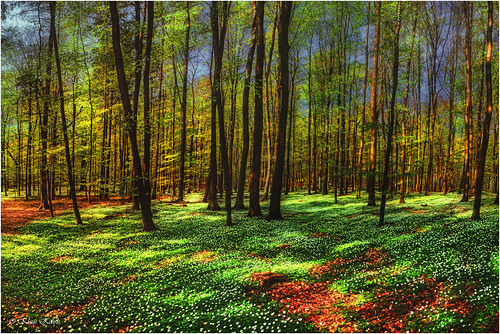 natur landschaft wälder blinkagain flickrstruereflection1 flickrsfinestimages1