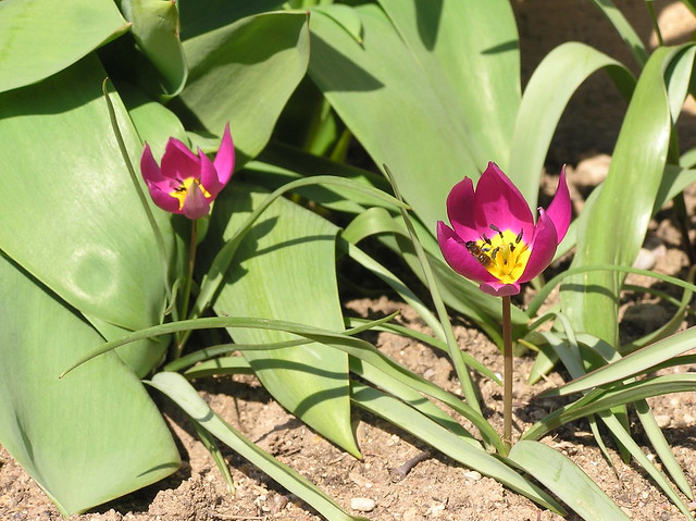 Tulipa humilis 'Violacea Yellow Base'