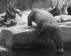 Otter Dive 7D2_1591