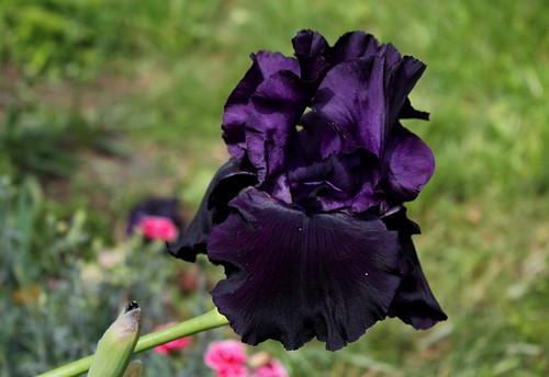  Nos Iris : floraisons 2012 - Page 2 8736152200_5982c2fb73