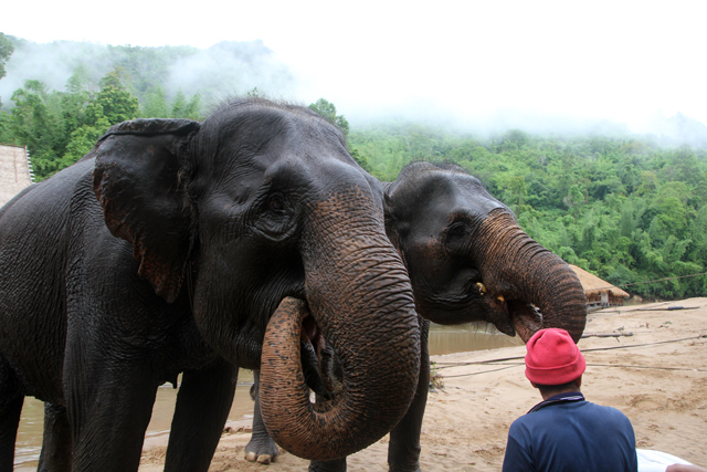 Elephants in Kanchanaburi