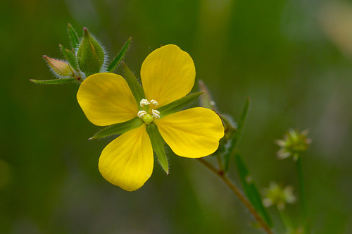 flower yellow onagraceae ludwigia ludwigiahirtella spindleroot