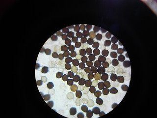 Coprinopsis nivea (spores 16X12X9 microns)