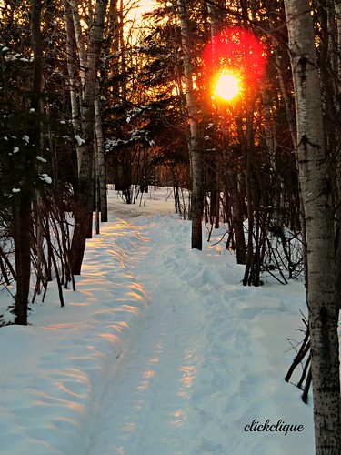 trees sunset sun snow colour woods colours trail flare naturescarousel travelpilgrems
