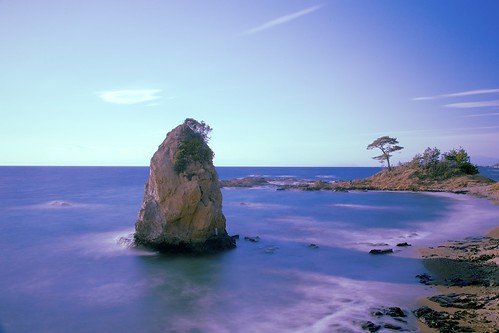 winter sea tree rock japan landscape seaside afternoon seashore kanagawa miurapeninsula standingrock tateishipark