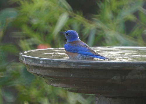 Western Bluebird Bathing