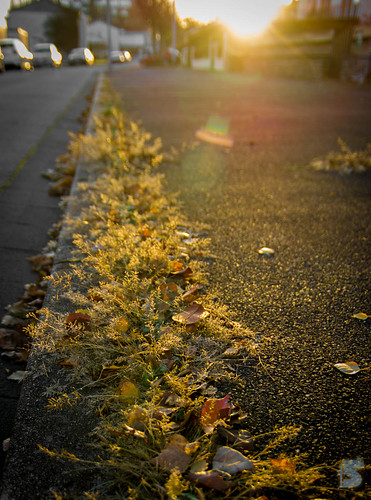 street sunset sun macro nature grass soleil ray pentax pavement route rayon sunbeam herbe trottoir châteauroux