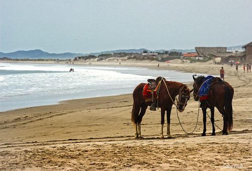 caballos perú playas piura sudamérica máncora talara océanopacífico costanortedeperú
