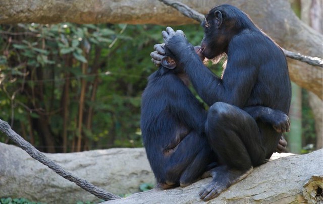 1_Bonobo-gay.jpg
