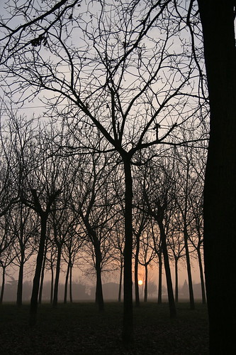 trees winter sunset alberi tramonto shadows ombre soliera eos700d