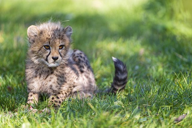 Cute cub in the grass
