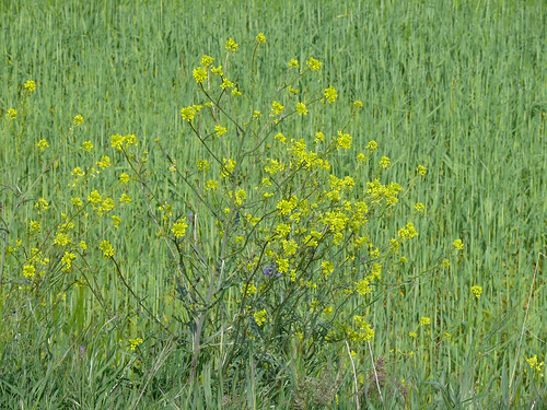 spain plantas amarilla ágreda aragón sisymbrium crucíferas floraibérica sisymbriumaustriacum sisimbrios hemicriptófito