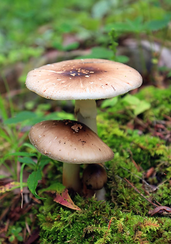 summer brown macro nature mushrooms moss pennsylvania fungi fungus creativecommons unioncounty baldeaglestateforest sandbridgestatepark