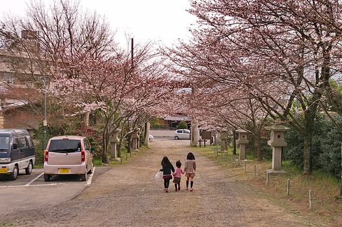 【写真】2013 桜 : 大石神社/2021-10-05/IMGP9017