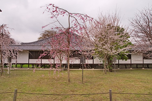 【写真】2013 桜 : 醍醐寺/2021-10-20/IMGP9039